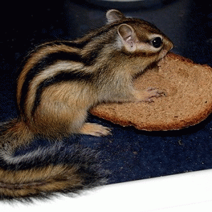 Sloth (USA-2) : Getting Ready for the......Chipster 5000!